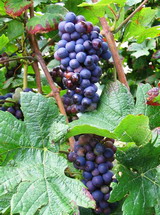 Champagne-Pinot Noir-august 2006 - veraison-2006/08/27